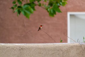 20200805HummingBirds041.jpg